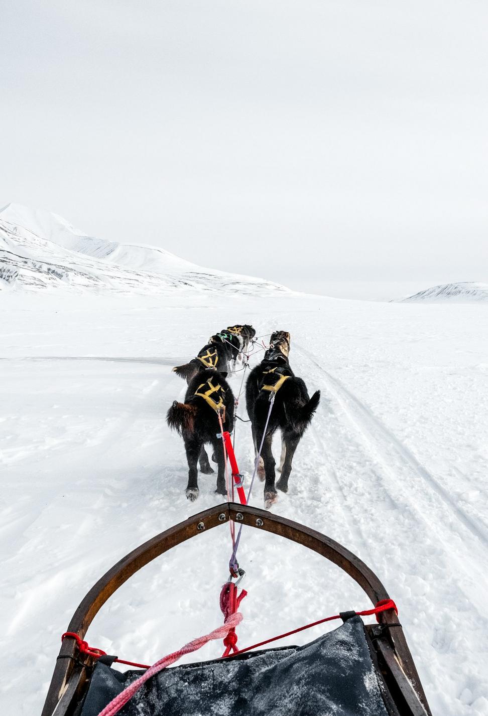 Dog sledding adventure