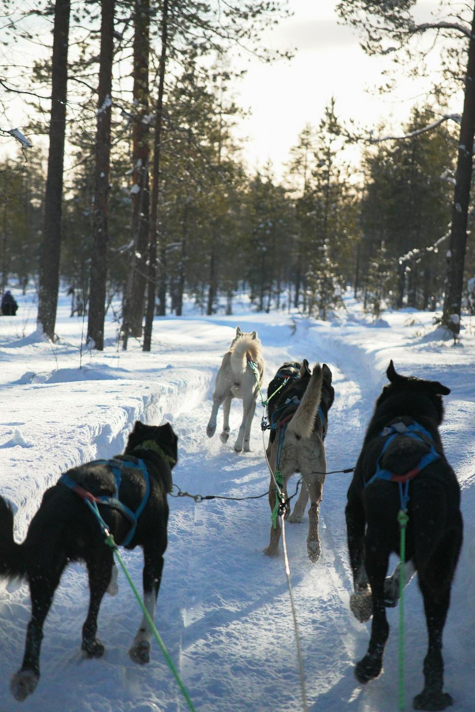 Dog Sledding Adventure